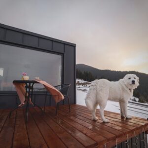 dog on the porch of a metal tiny home