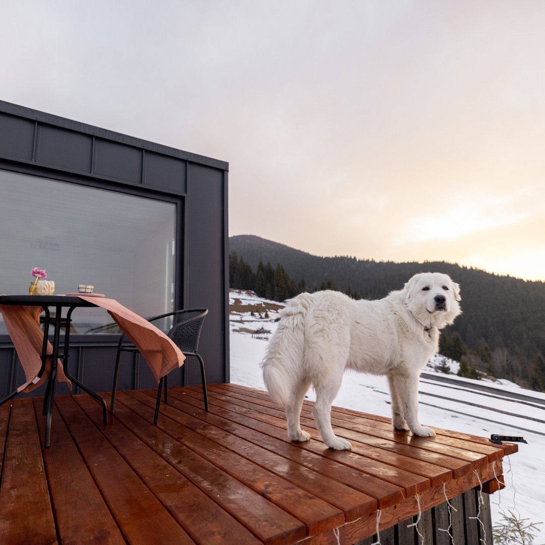 dog on tiny home patio